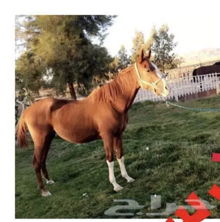 مهره عربية أصيلة - فرصة لا تُفوَّت! (image 2)