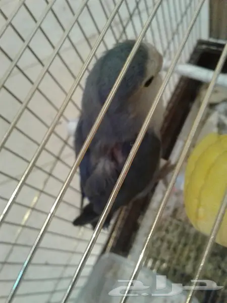 روز جوز معه بيض وفروخ روز لهواة الغر والهدد  (image 3)