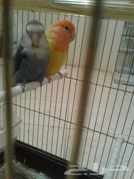 روز جوز معه بيض وفروخ روز لهواة الغر والهدد  (image 4)