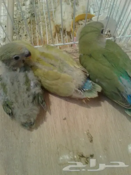 روز جوز معه بيض وفروخ روز لهواة الغر والهدد  (image 6)