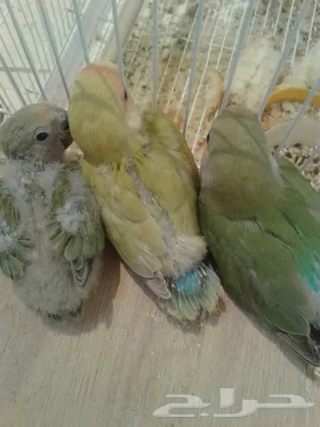 روز جوز معه بيض وفروخ روز لهواة الغر والهدد  (image 8)