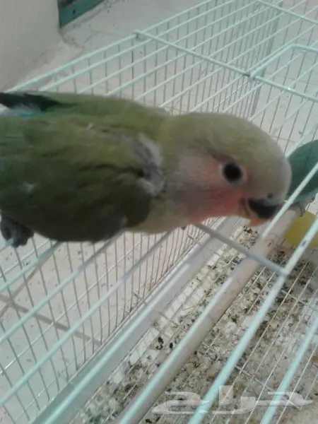 روز جوز معه بيض وفروخ روز لهواة الغر والهدد  (image 9)