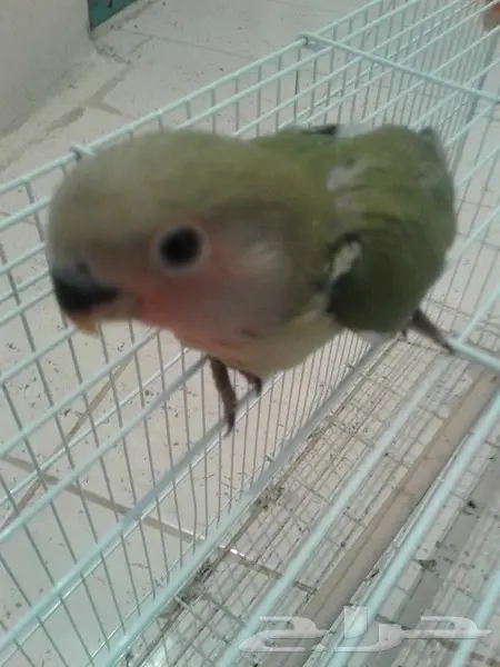 روز جوز معه بيض وفروخ روز لهواة الغر والهدد  (image 11)