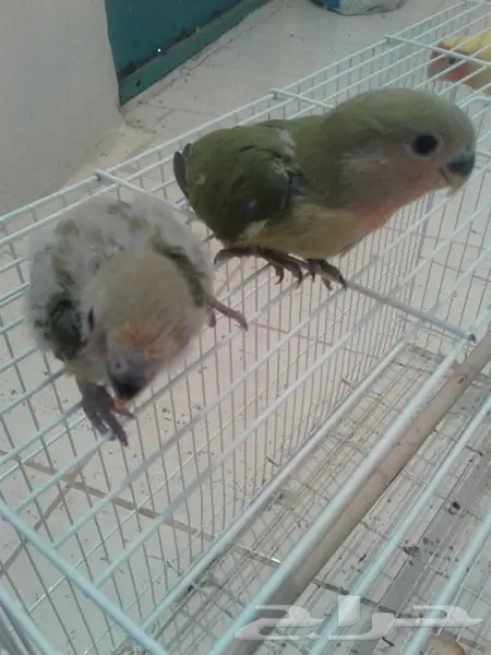 روز جوز معه بيض وفروخ روز لهواة الغر والهدد  (image 12)