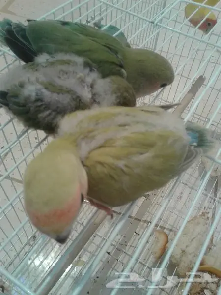 روز جوز معه بيض وفروخ روز لهواة الغر والهدد  (image 13)