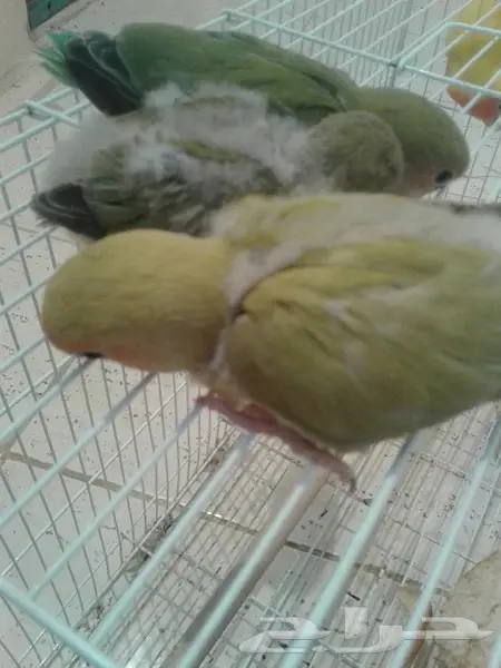 روز جوز معه بيض وفروخ روز لهواة الغر والهدد  (image 14)