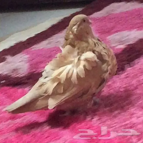 كشكي اصفر او احمر منتج (image 1)