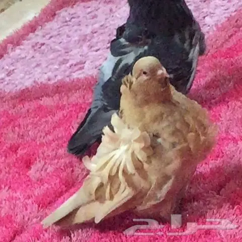 كشكي اصفر او احمر منتج (image 2)