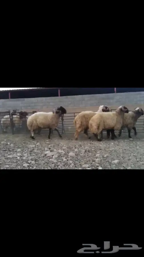 فحول نعيم صنف للبيع (image 2)