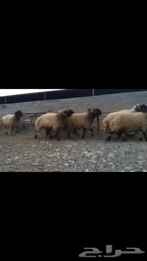 فحول نعيم صنف للبيع (image 3)