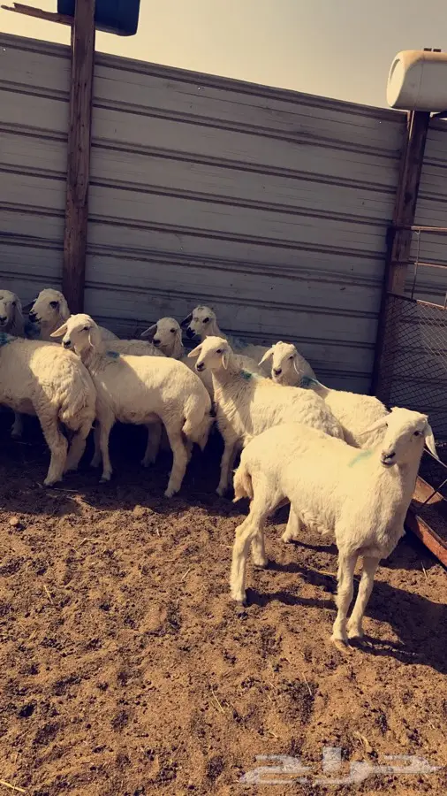 بهم ذبايح (image 1)