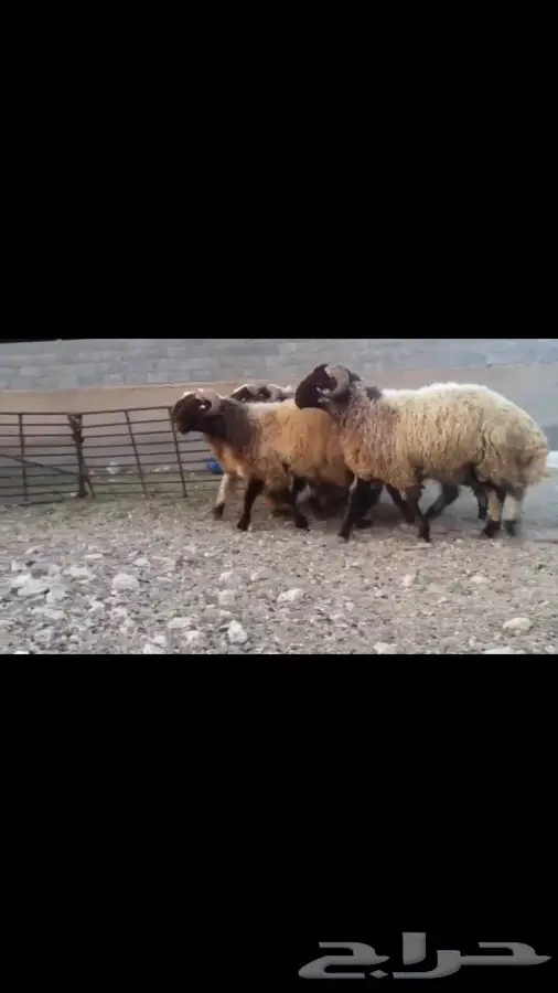 فحول نعيم صنف للبيع (image 6)