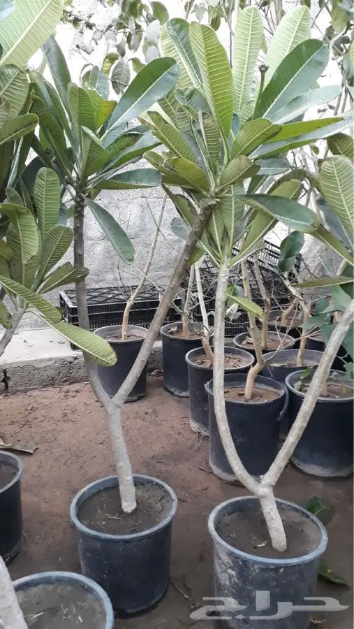 ابوزيدالتوريدجميع انوع النخيل (image 7)