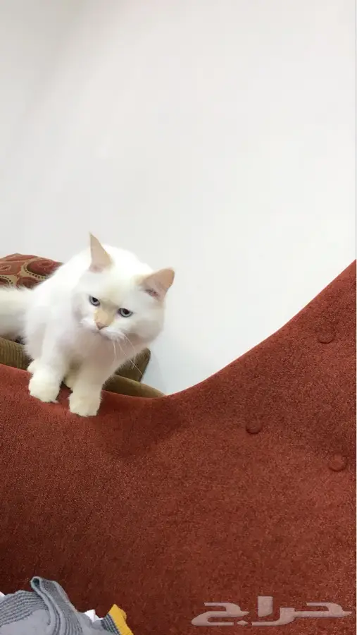 قط ذكر شيرازي هملايا جميل جدا  (image 8)