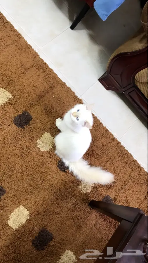 قط ذكر شيرازي هملايا جميل جدا  (image 19)