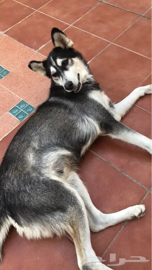 كلاب للبيع  (image 2)