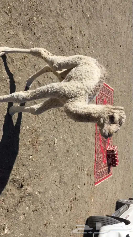 حواره وضحا  (image 1)