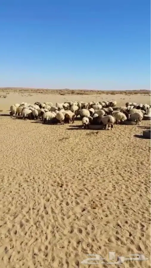 غنم نعيم عدد 450 المواليد 250 للبيع  (image 6)