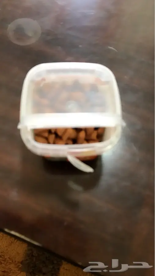 قط ذكر شيرازي هملايا جميل جدا  (image 27)