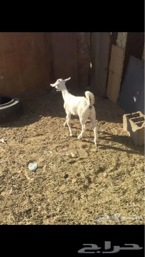 جفره لبنيه (image 2)