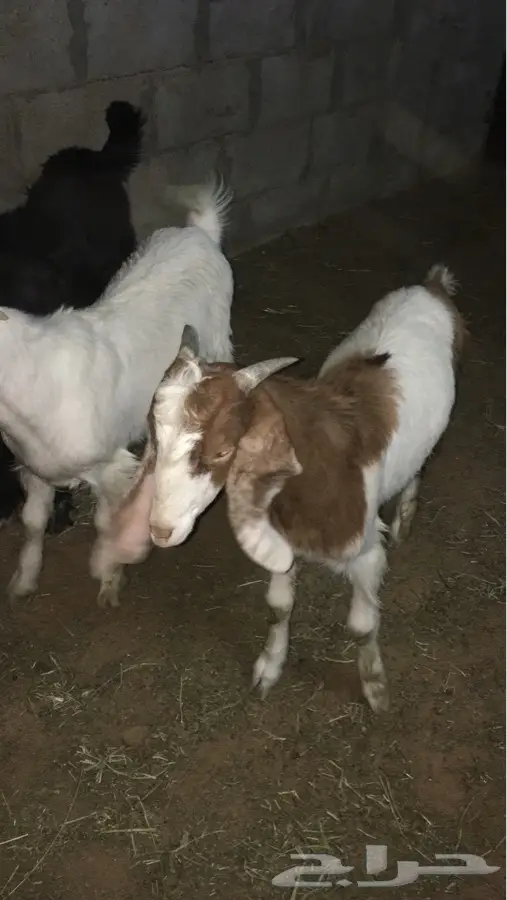 الرياض المصانع (image 2)