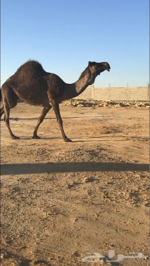 . - ضروبه شعلا سنها شاق (image 1)