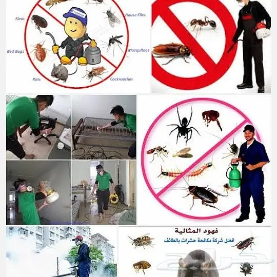 شركة تنظيف شقق مجالس موكيت خزانات رش مبيد (image 7)