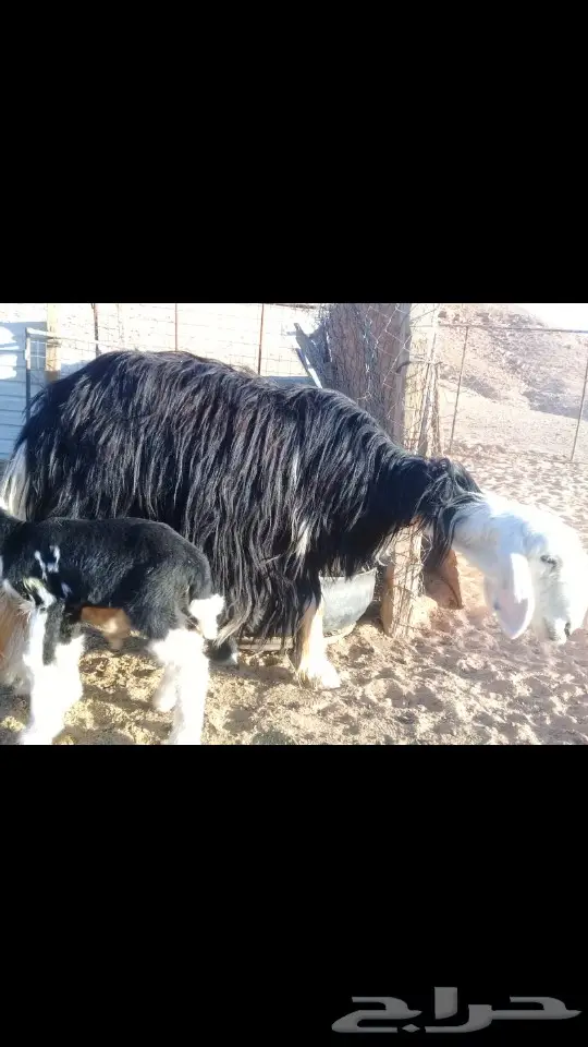 شاه نجديه متاومه صنف فاخر (image 1)