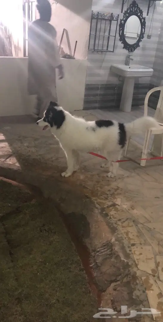 سامويد  مع هاسكي