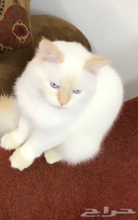 قط ذكر شيرازي هملايا جميل جدا  (image 15)