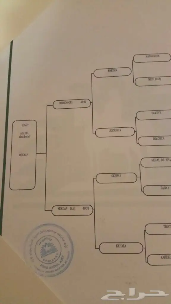 مهره عربية أصيلة - فرصة لا تُفوَّت! (image 1)