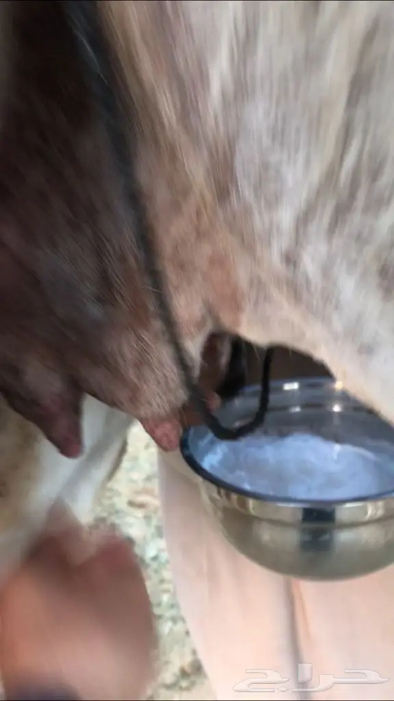 خلفه وضحاء بكر ثنيه  هديه (image 1)