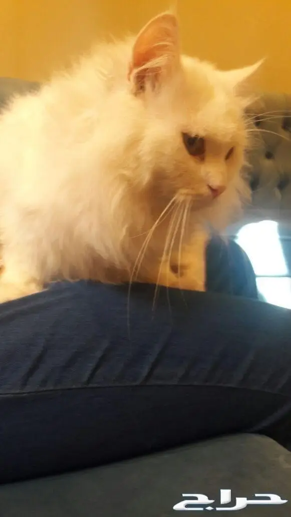 تزاوج قطط تلقيح قطط  (image 1)