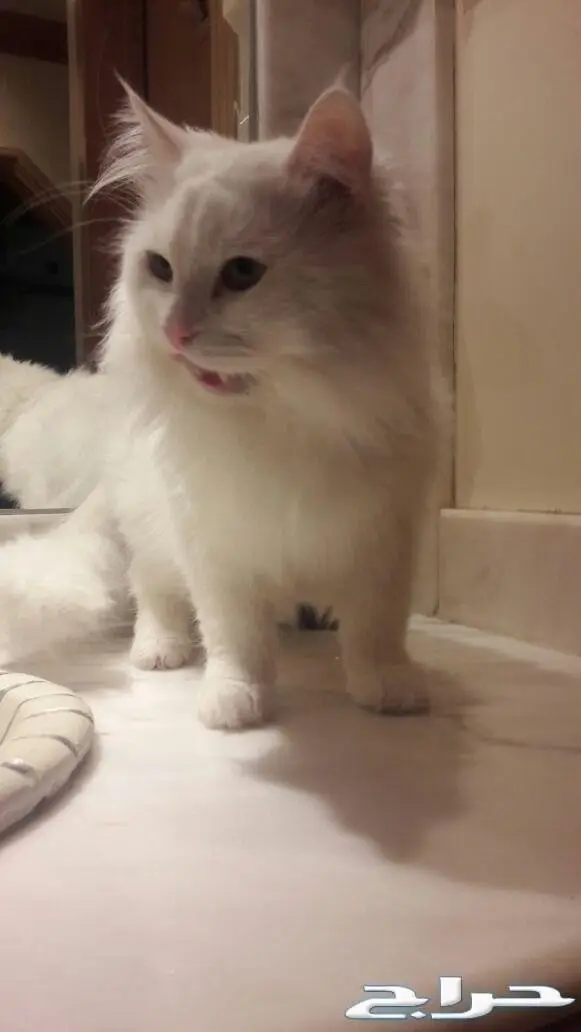 تزاوج قطط تلقيح قطط  (image 2)