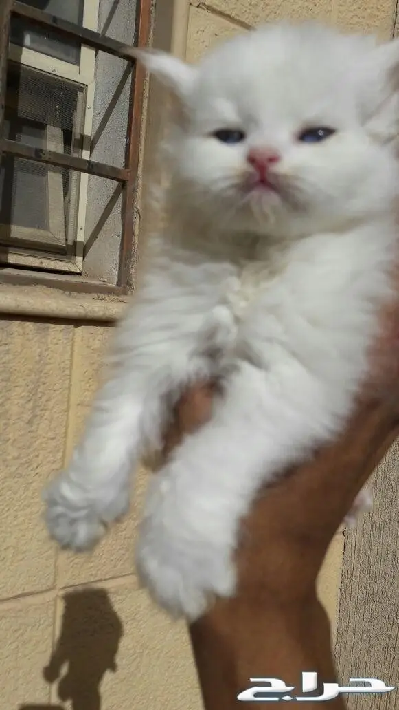 تزاوج قطط تلقيح قطط  (image 3)