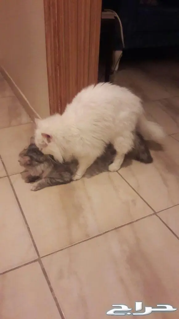 تزاوج قطط تلقيح قطط  (image 8)