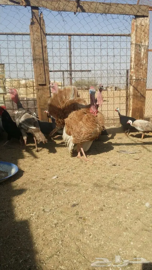 دجاج حبشي و رومي البيع 