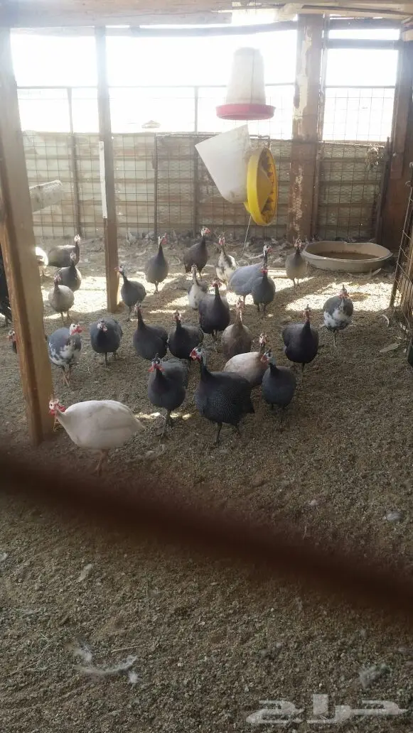 دجاج حبشي و رومي البيع  (image 1)