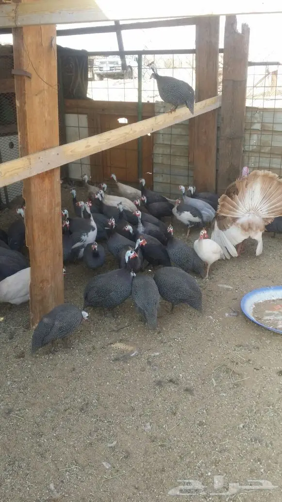 دجاج حبشي و رومي البيع  (image 2)