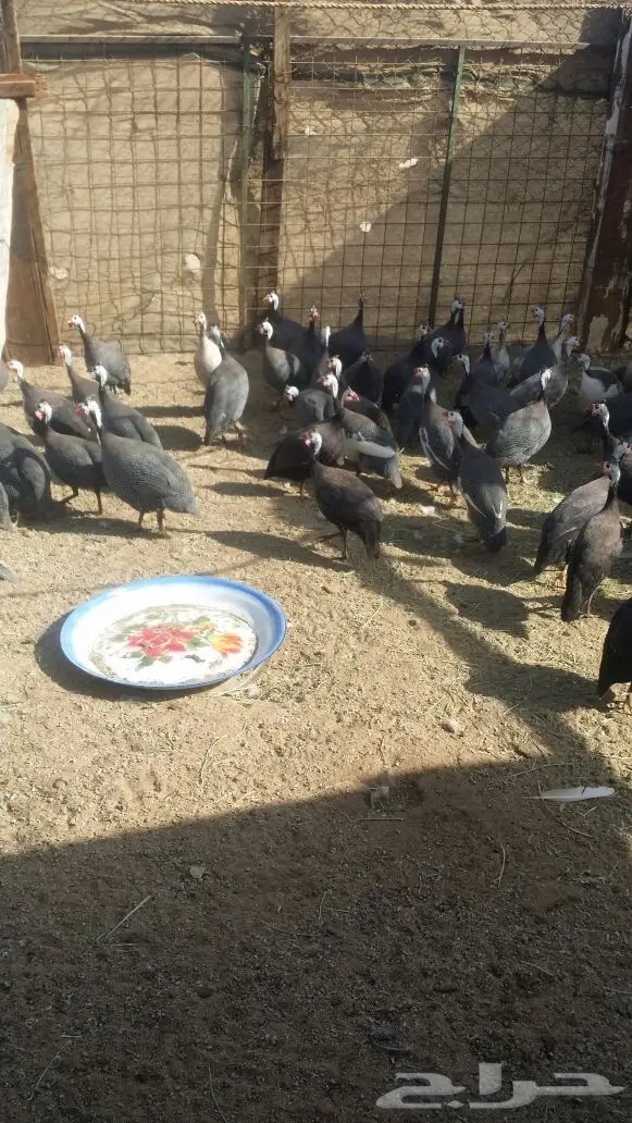 دجاج حبشي و رومي البيع  (image 3)