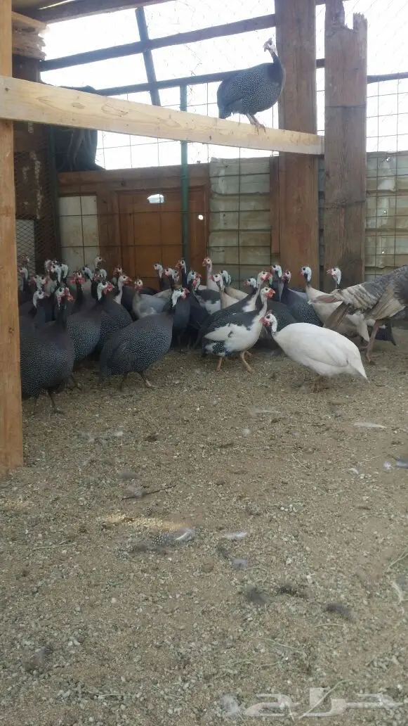 دجاج حبشي و رومي البيع  (image 4)