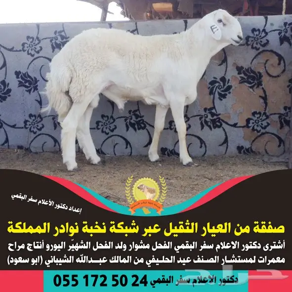  مصمم دعاية و اعلان و مونتاج و انترو عن بعد (image 18)