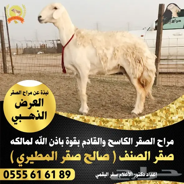  مصمم دعاية و اعلان و مونتاج و انترو عن بعد (image 110)