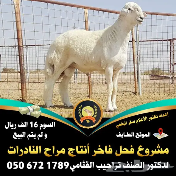  مصمم دعاية و اعلان و مونتاج و انترو عن بعد (image 169)