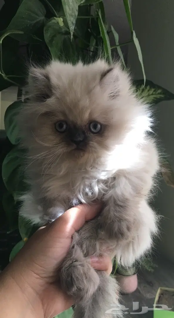 2 ذكر همالايا بيور عمرهم شهرين