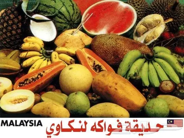 بكدج عائلى سياحى فى ماليزيا 15 يوم  6 افراد (image 20)