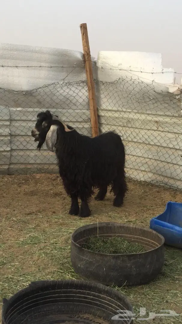 فحل عارضي طيب وحار بالقريع