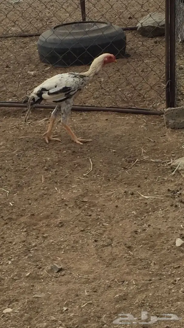 ديك باكستاني وديك فارسي (image 1)