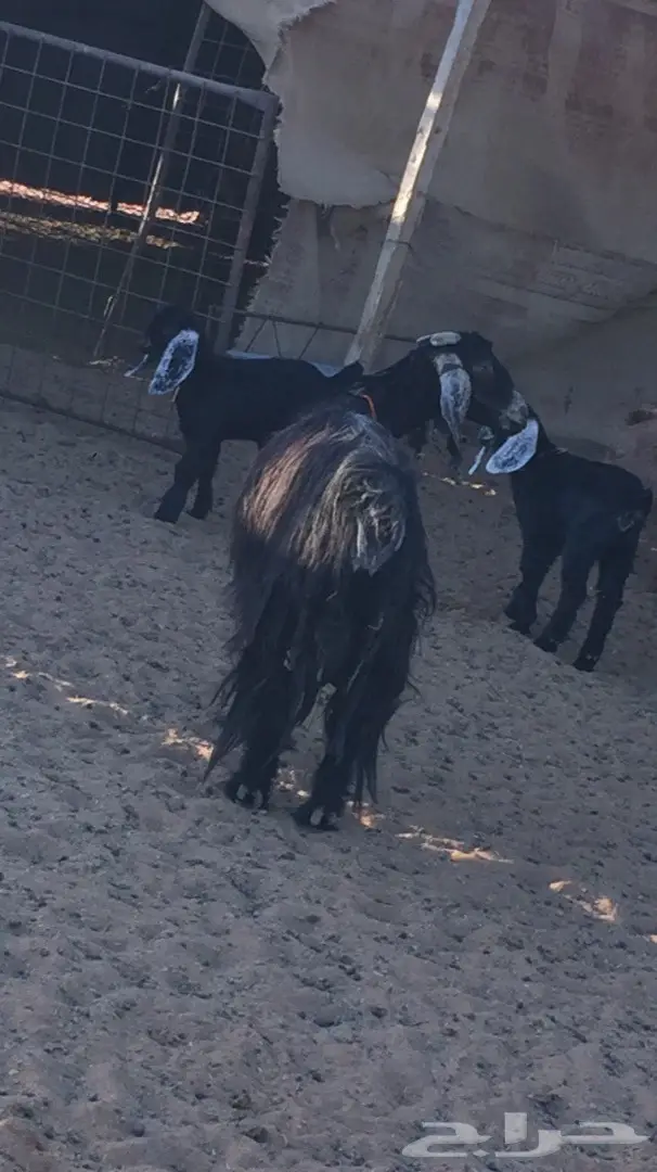 عنز طيبه سديس معها 2 