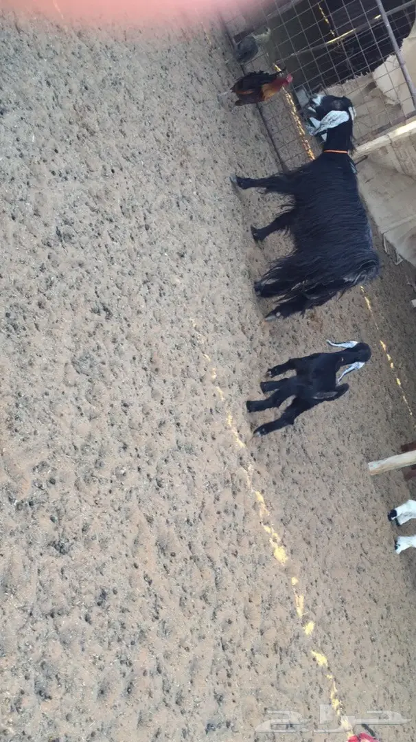 عنز طيبه سديس معها 2  (image 1)